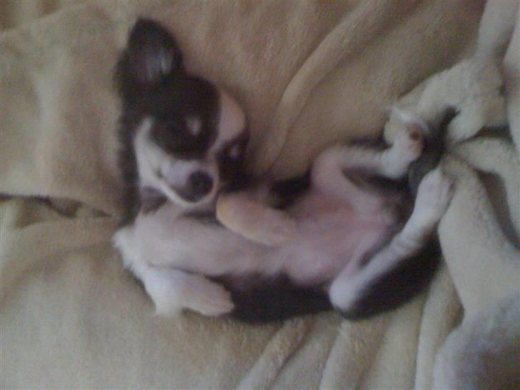 Chihuahua Coco Casanova - En lille puttetrold <3 billede 7