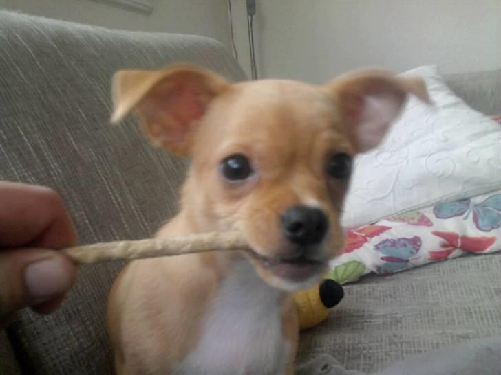 Blanding af racer Louis billede 4