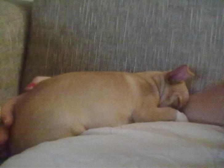 Blanding af racer Louis billede 5