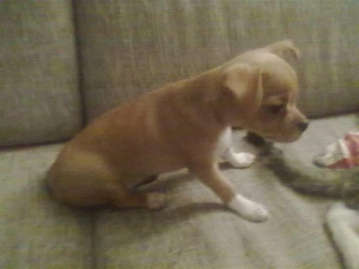 Blanding af racer Louis billede 6