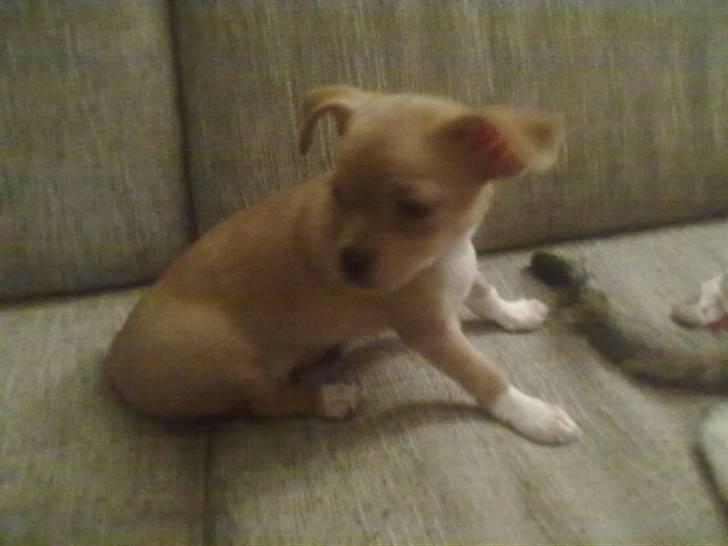 Blanding af racer Louis billede 7