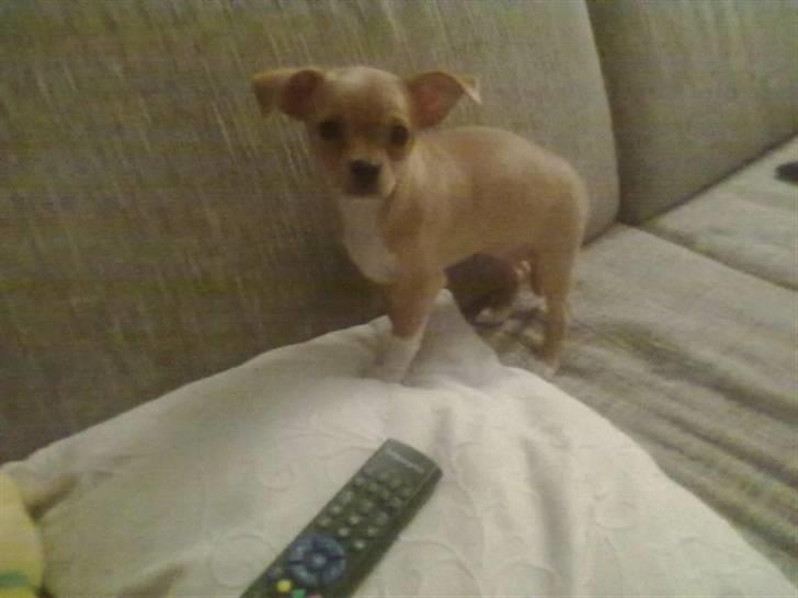 Blanding af racer Louis billede 8