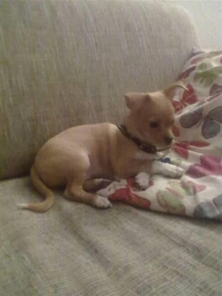 Blanding af racer Louis billede 9