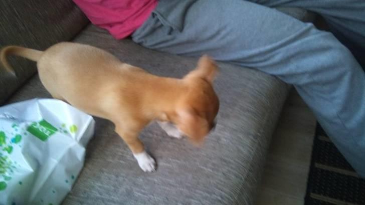 Blanding af racer Louis billede 10