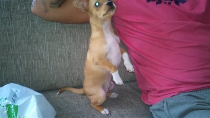 Blanding af racer Louis billede 11