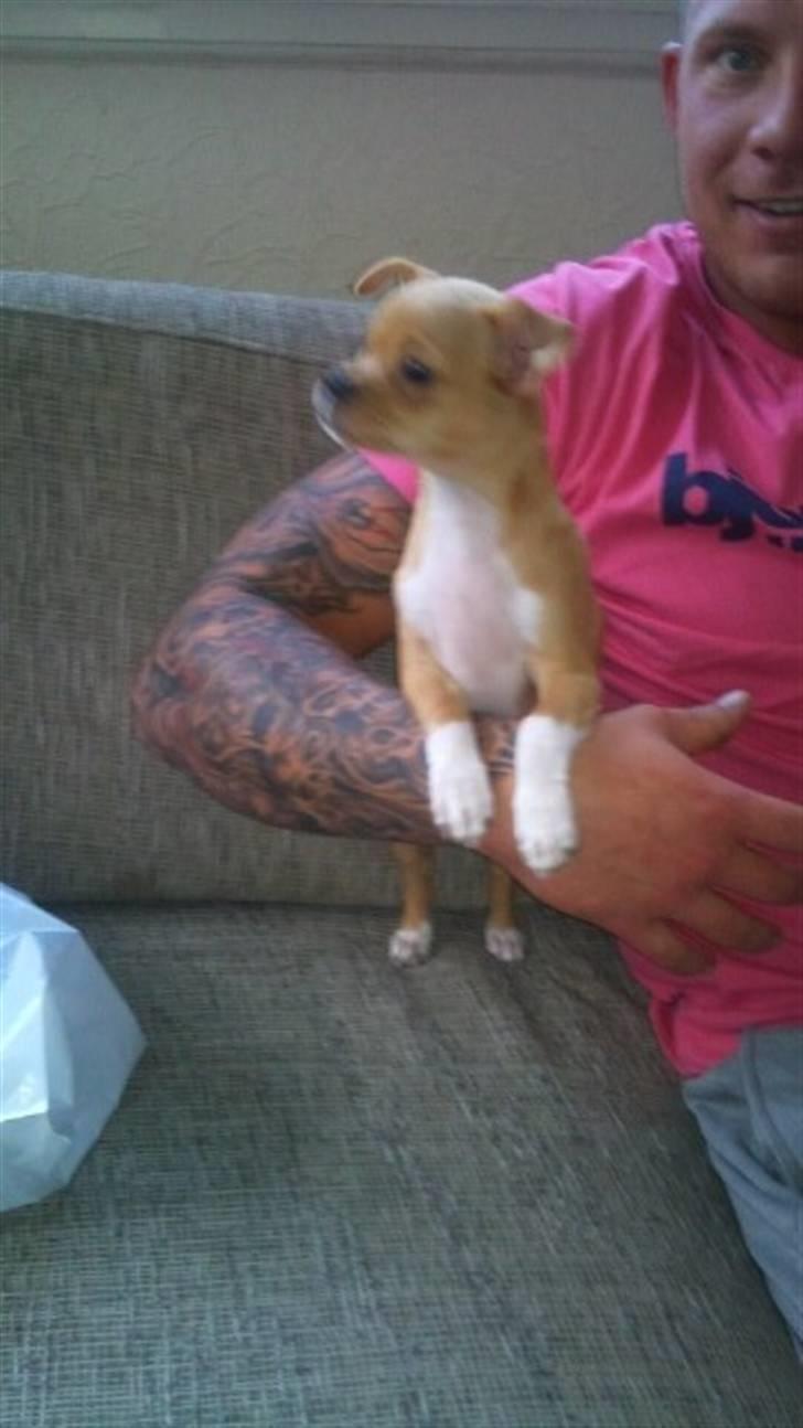 Blanding af racer Louis billede 12