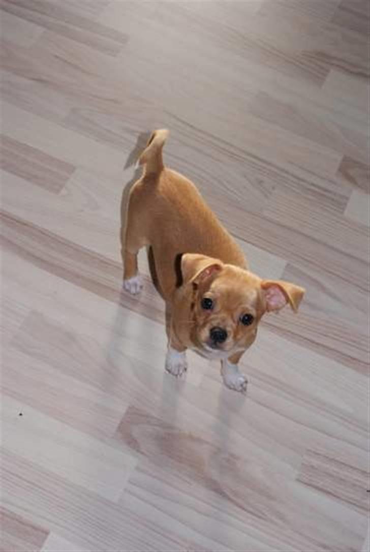 Blanding af racer Louis billede 13