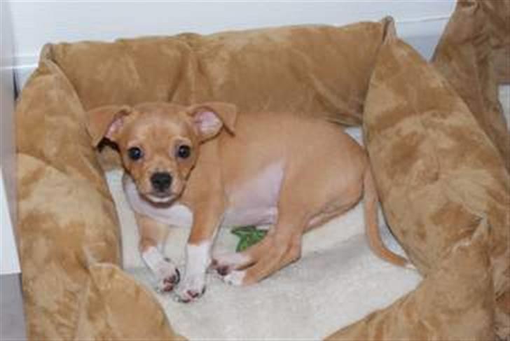 Blanding af racer Louis billede 14