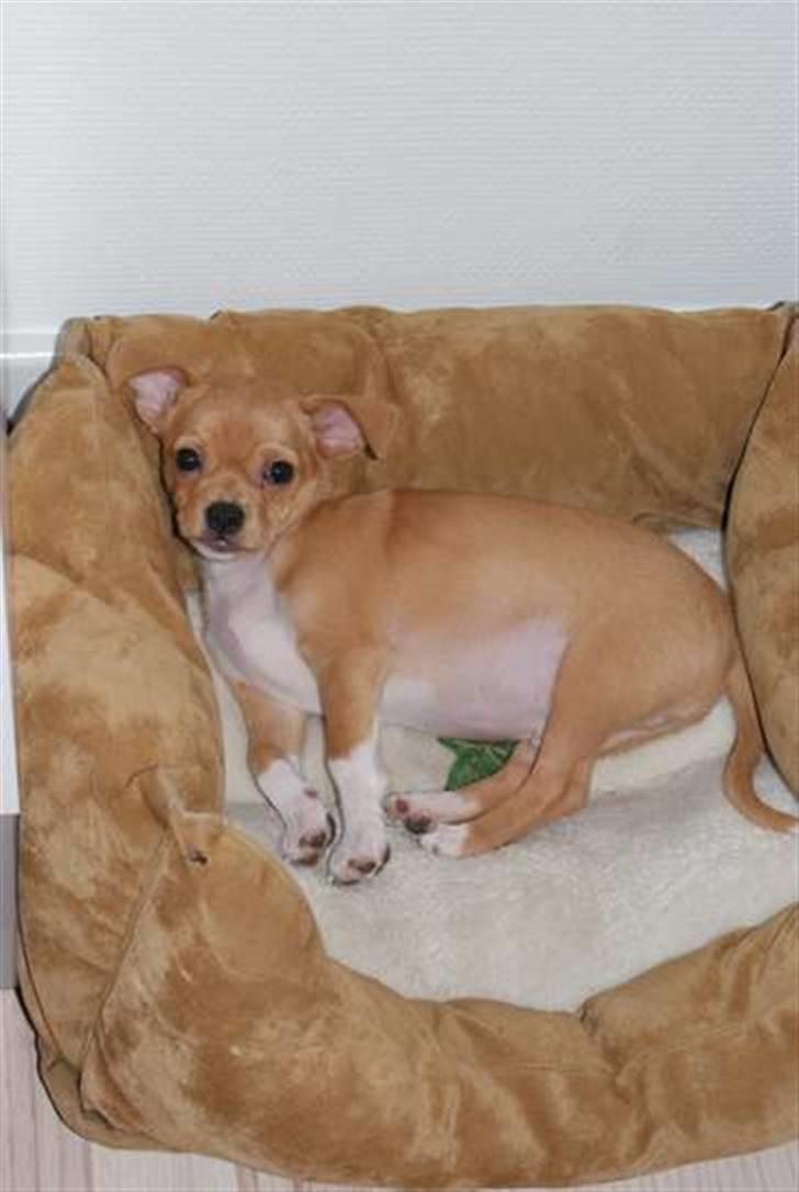 Blanding af racer Louis billede 15