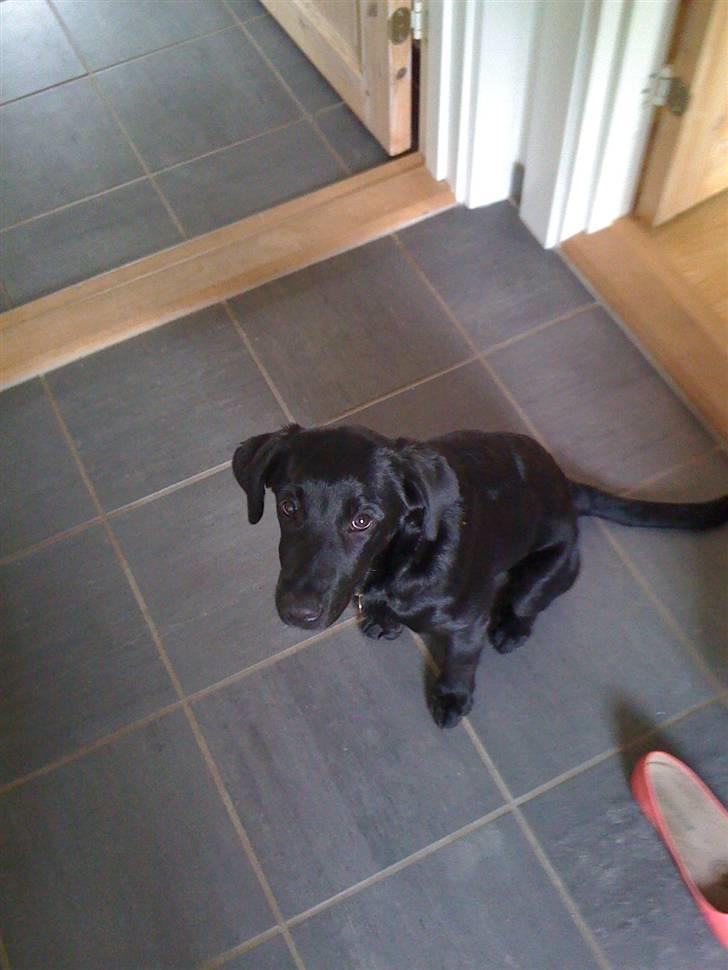 Labrador retriever Mimi billede 8