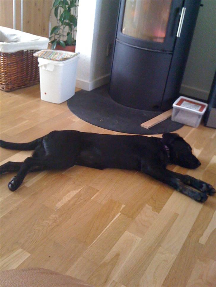 Labrador retriever Mimi billede 9