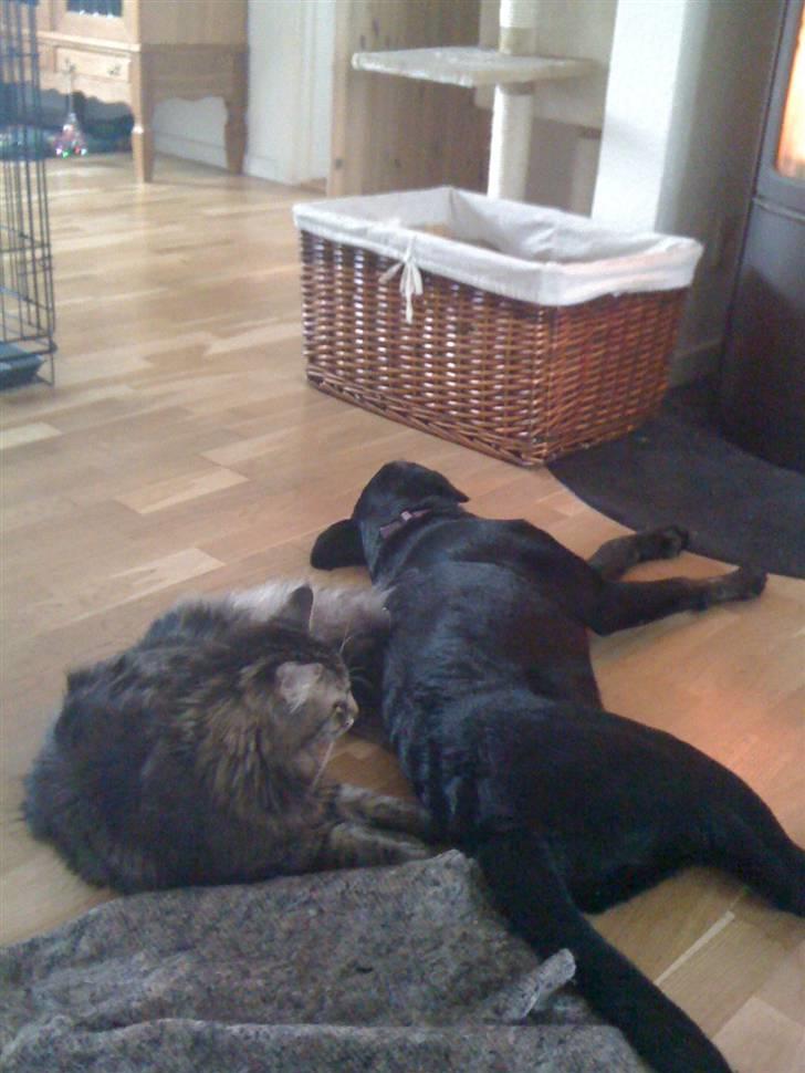 Labrador retriever Mimi billede 10