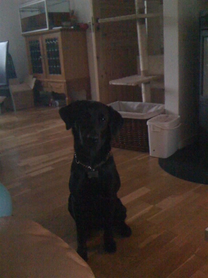 Labrador retriever Mimi billede 11