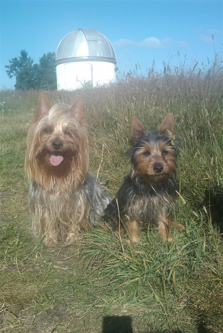 Australian silky terrier Joshefine - Lille Joshefine sammen med sin mor Bibi billede 1