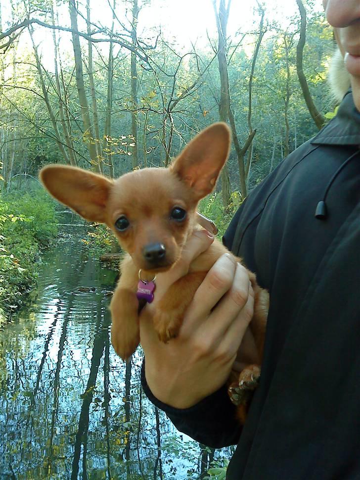 Dvaergpinscher /papillon - Cassiopeia billede 7