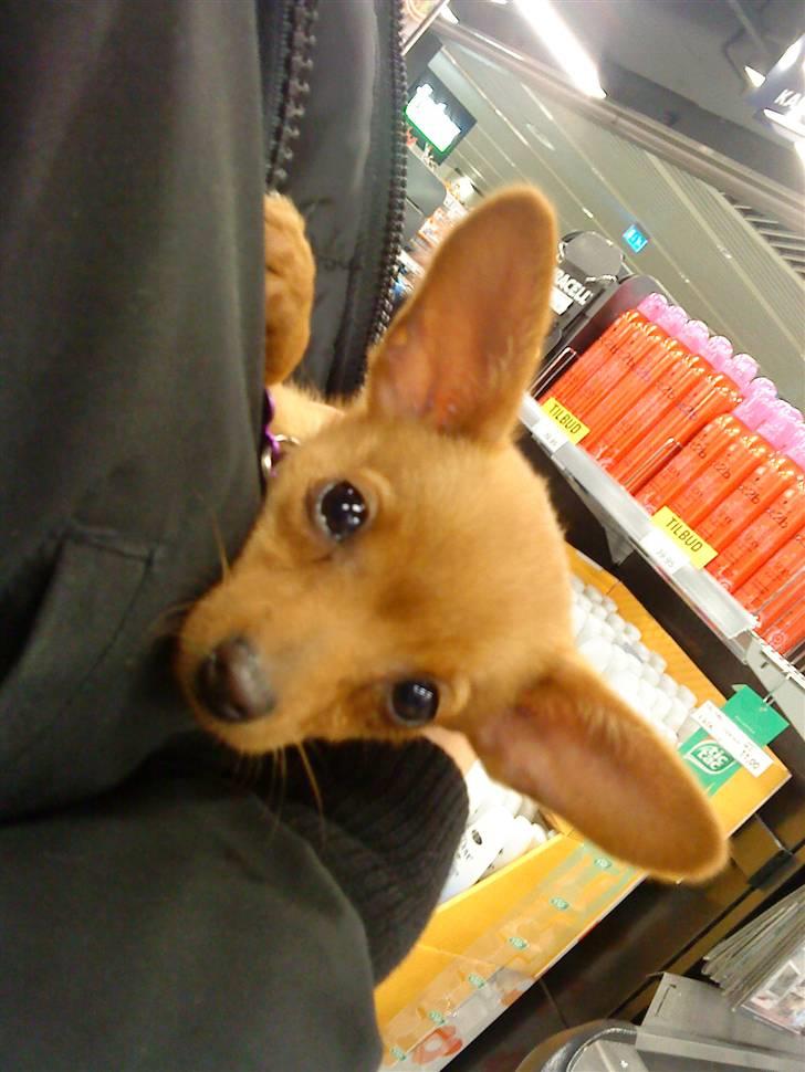 Dvaergpinscher /papillon - Cassiopeia billede 8