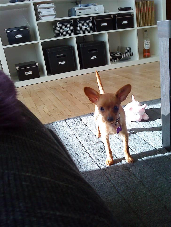 Dvaergpinscher /papillon - Cassiopeia billede 9