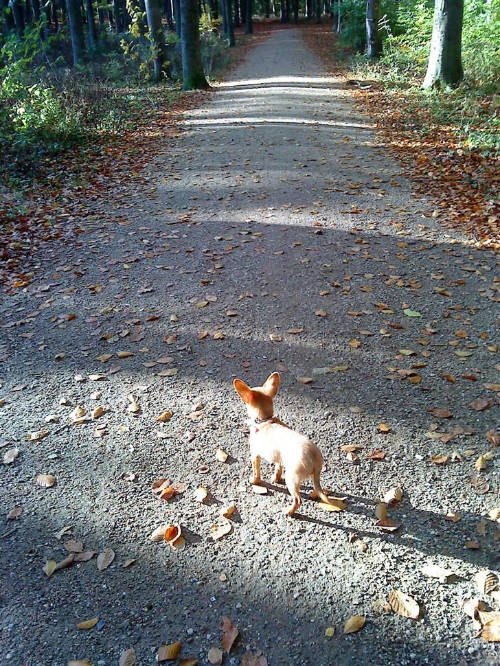 Dvaergpinscher /papillon - Cassiopeia billede 10