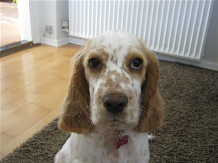 Cocker spaniel Nugga billede 2