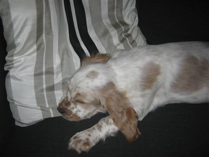 Cocker spaniel Nugga billede 3