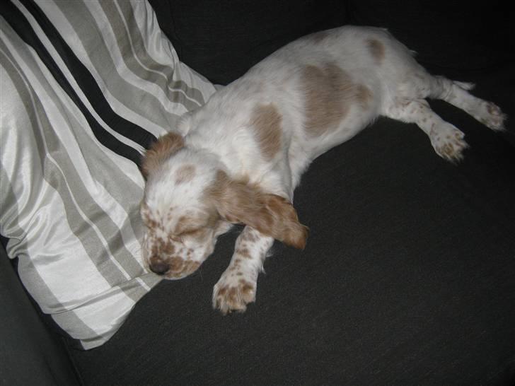 Cocker spaniel Nugga billede 4