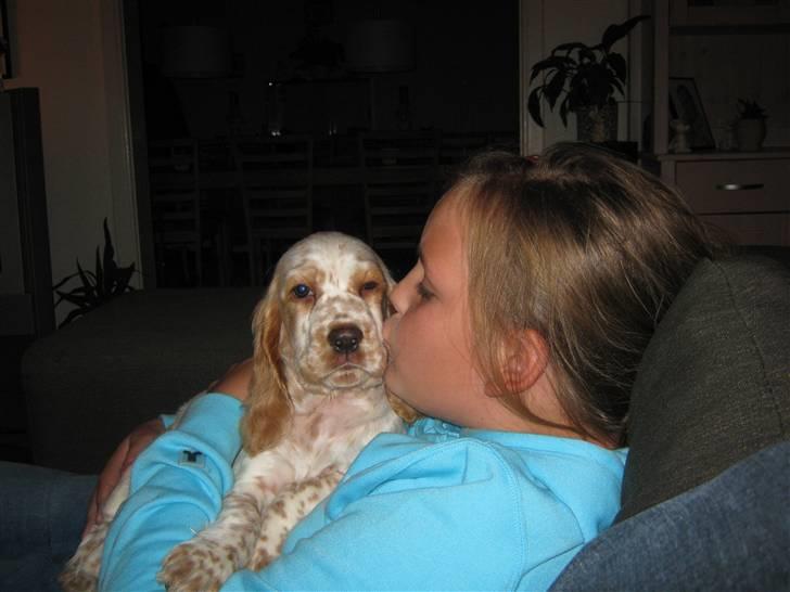 Cocker spaniel Nugga billede 5