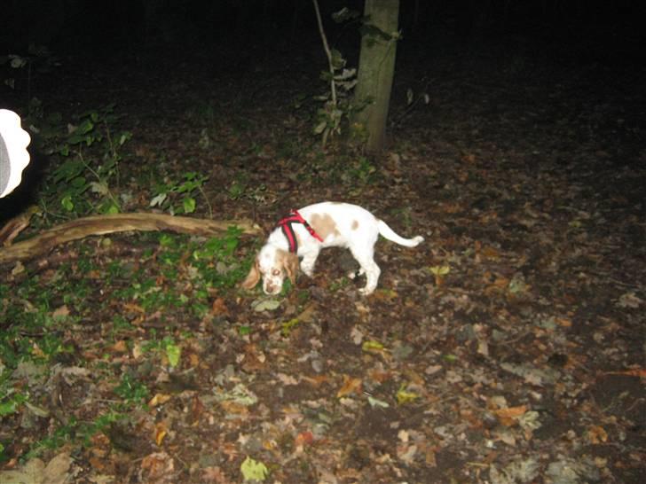 Cocker spaniel Nugga billede 6