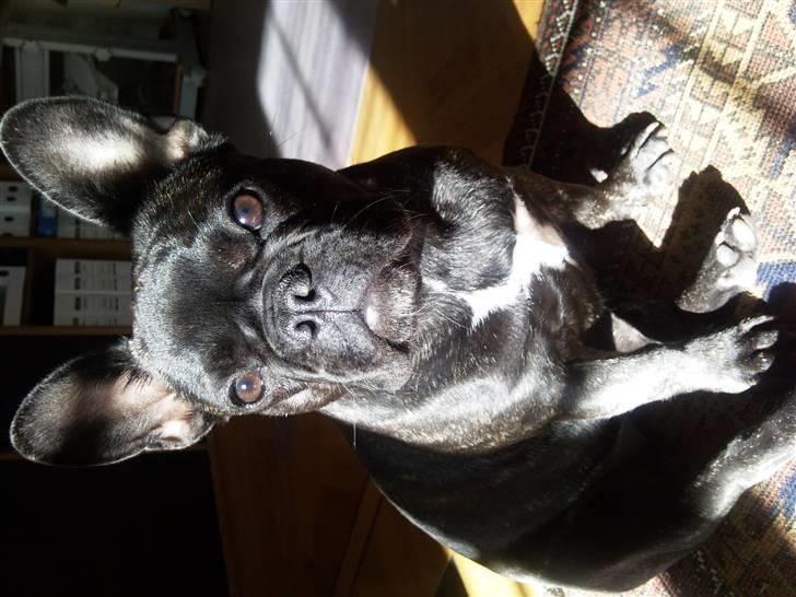 Fransk bulldog Wilma - Her er jeg.... billede 1