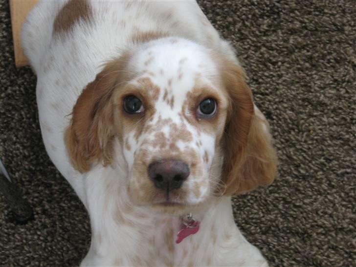 Cocker spaniel Nugga billede 7