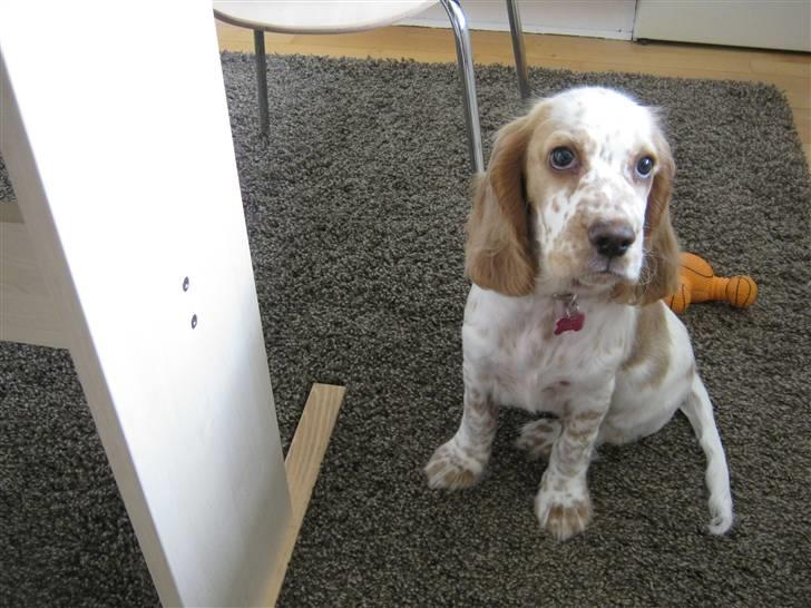 Cocker spaniel Nugga billede 8