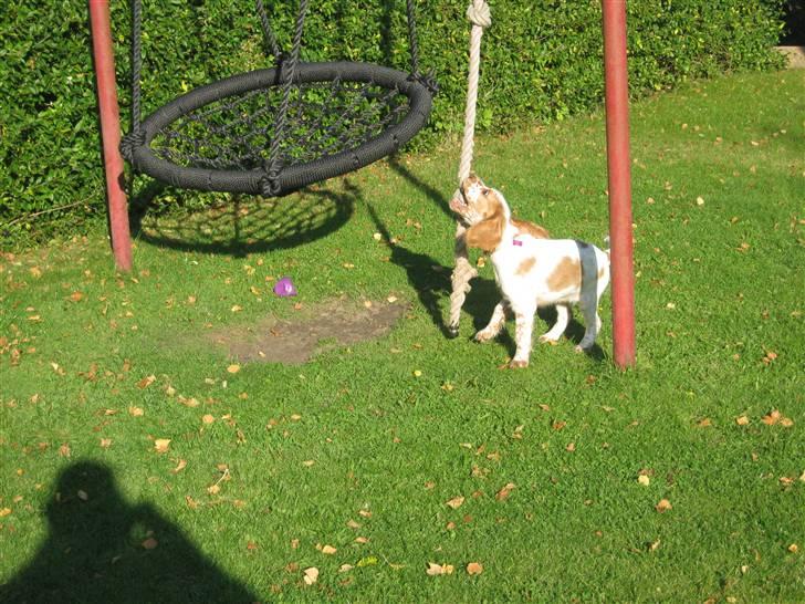 Cocker spaniel Nugga billede 9