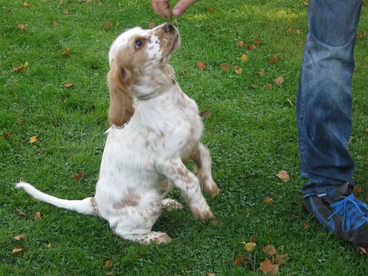 Cocker spaniel Nugga billede 10