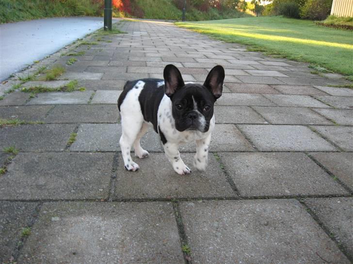 Fransk bulldog Selma - Selma ca 5 måneder billede 9