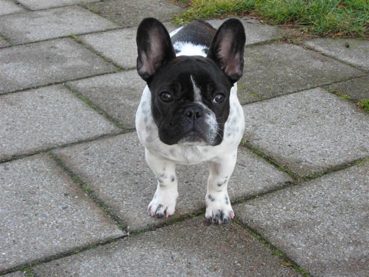 Fransk bulldog Selma - Selma ca 5 måneder billede 10