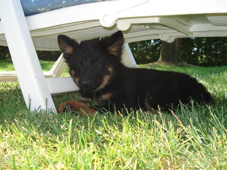 Chodsky Pes Mimmi billede 8