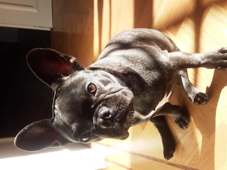 Fransk bulldog Wilma billede 2