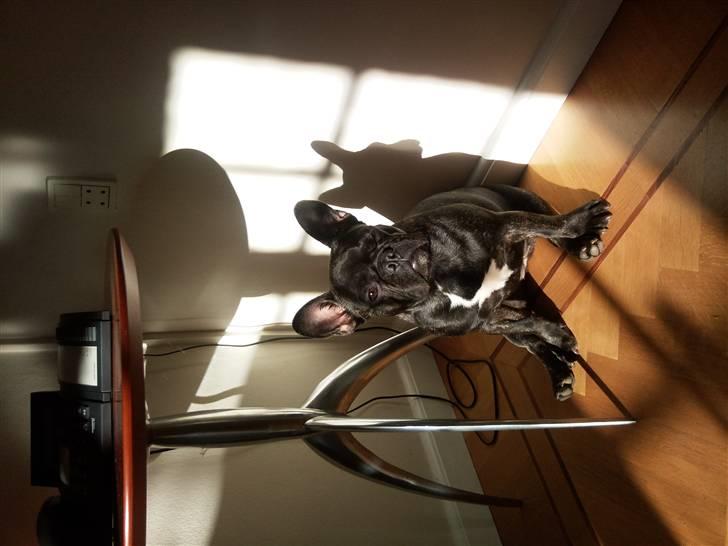 Fransk bulldog Wilma - her var lige en solstråle billede 3