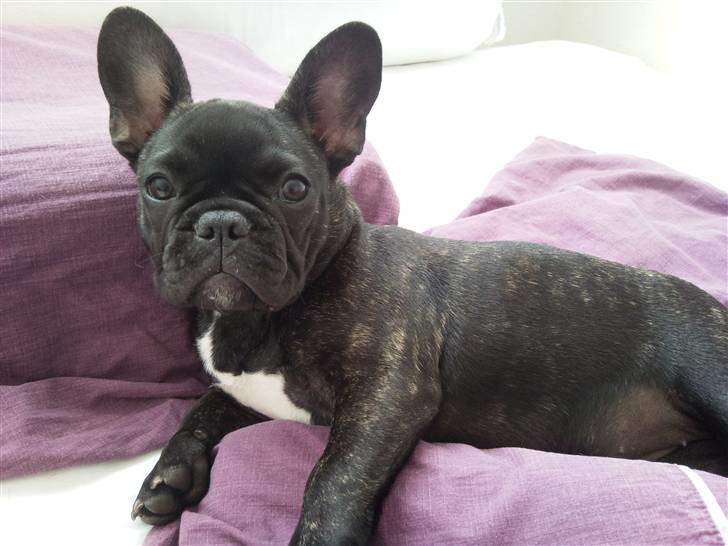 Fransk bulldog Wilma - skal jeg op nu? billede 4
