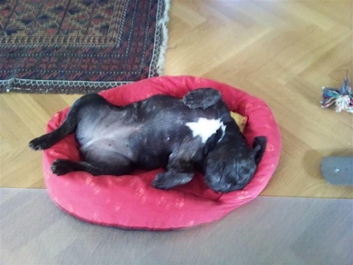 Fransk bulldog Wilma - ups min seng er ved at være for lille billede 5