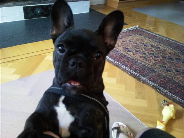 Fransk bulldog Wilma - jeg vil gerne op billede 6