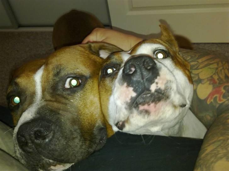 Amerikansk staffordshire terrier ¤GIULY¤ - Giuly kæmper for pladsen tættest på far ;D billede 19