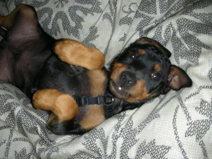 Dvaergpinscher Tyson billede 2