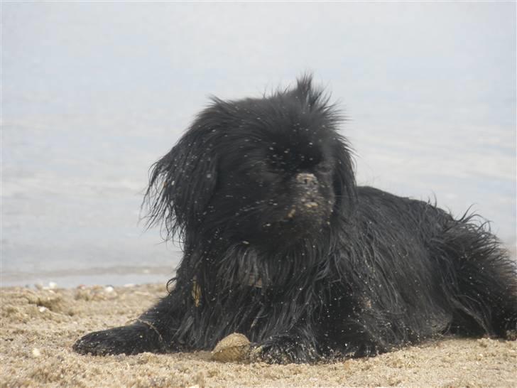 Pekingeser Gabi billede 5