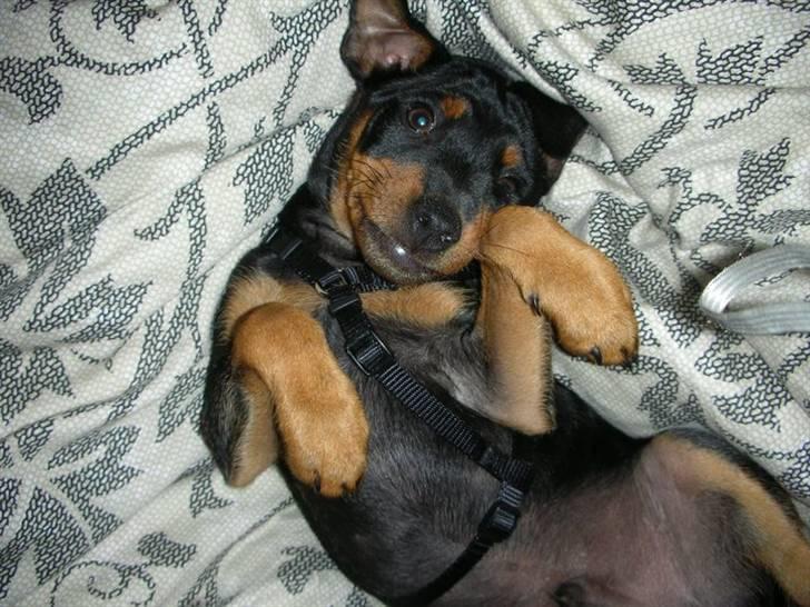 Dvaergpinscher Tyson billede 3