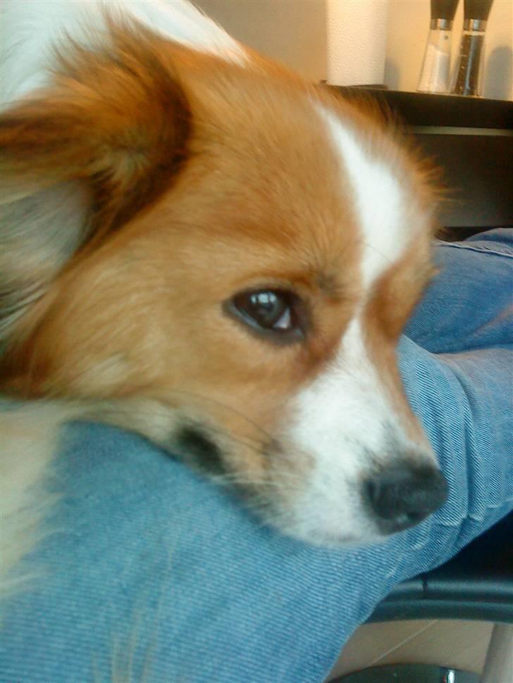 Blanding af racer Mille billede 17