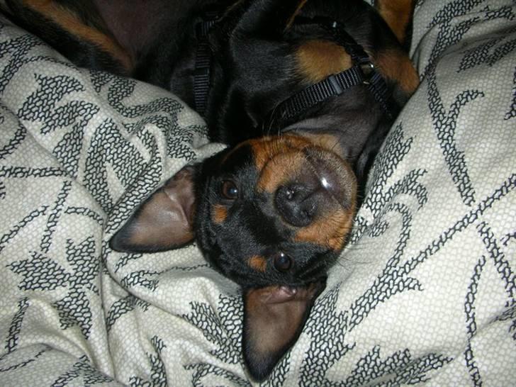 Dvaergpinscher Tyson billede 4