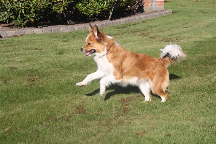 Blanding af racer Mille billede 18