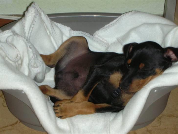 Dvaergpinscher Tyson billede 5