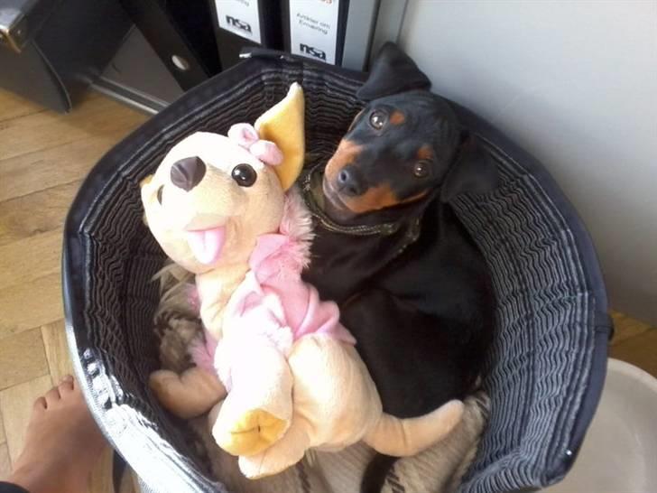 Dvaergpinscher Tyson billede 6