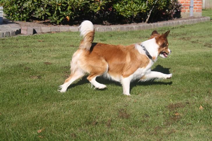 Blanding af racer Mille billede 19